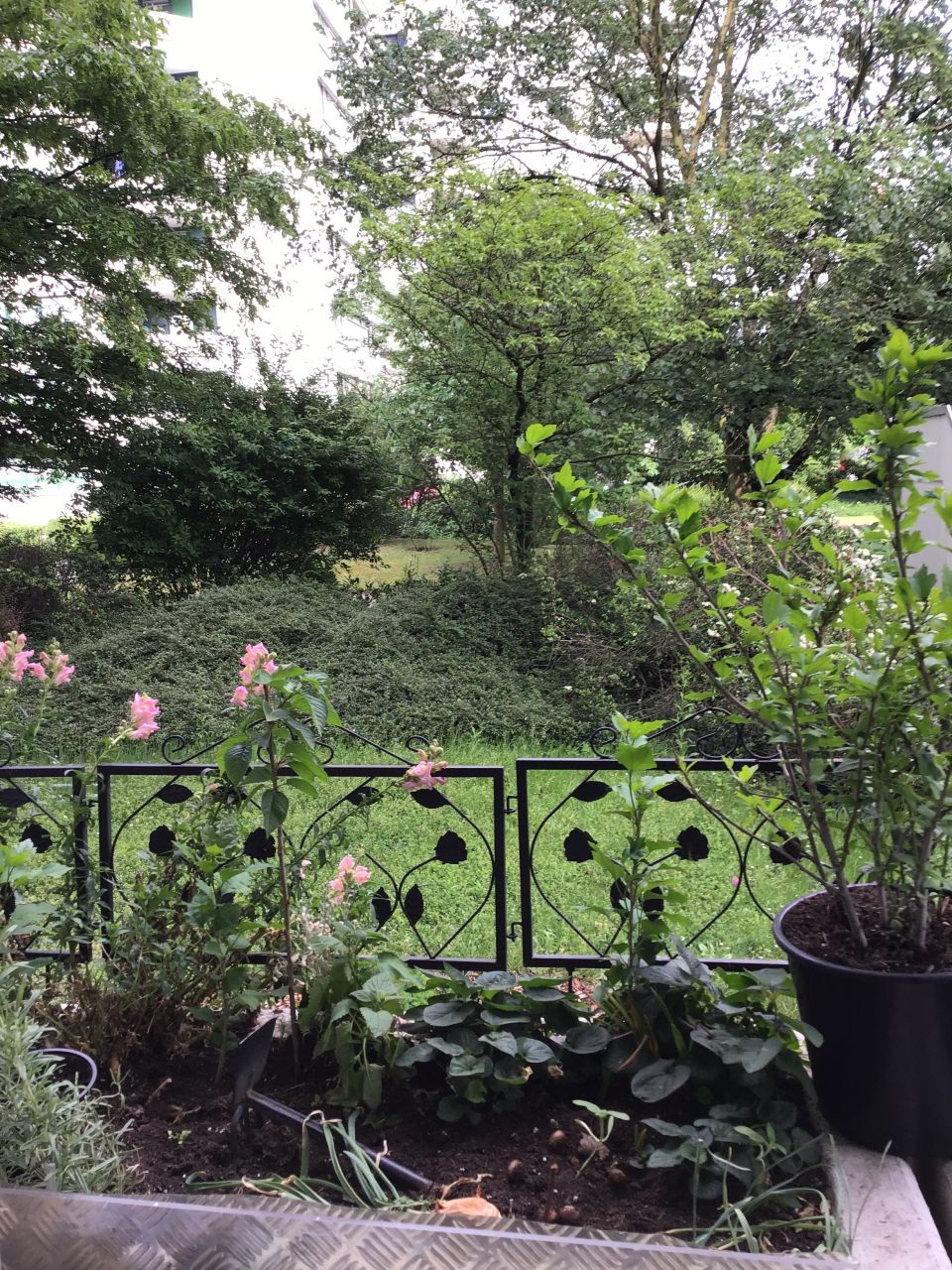 ----------- AUSBLICK VOM BALKON ---------- ----------- AUSBLICK VOM BALKON ----------
